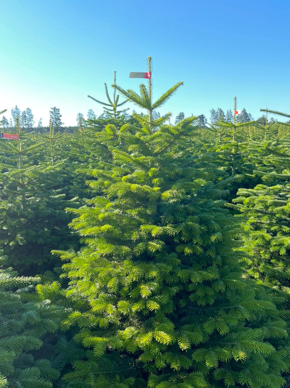 Пихта нордманская Премиум